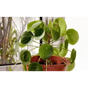 Green Decorative Plants